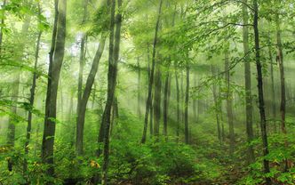 Nieruchomości w Polsce. Bez poprawek Senatu do noweli pozwalającej na pierwokup prywatnych lasów przez państwo