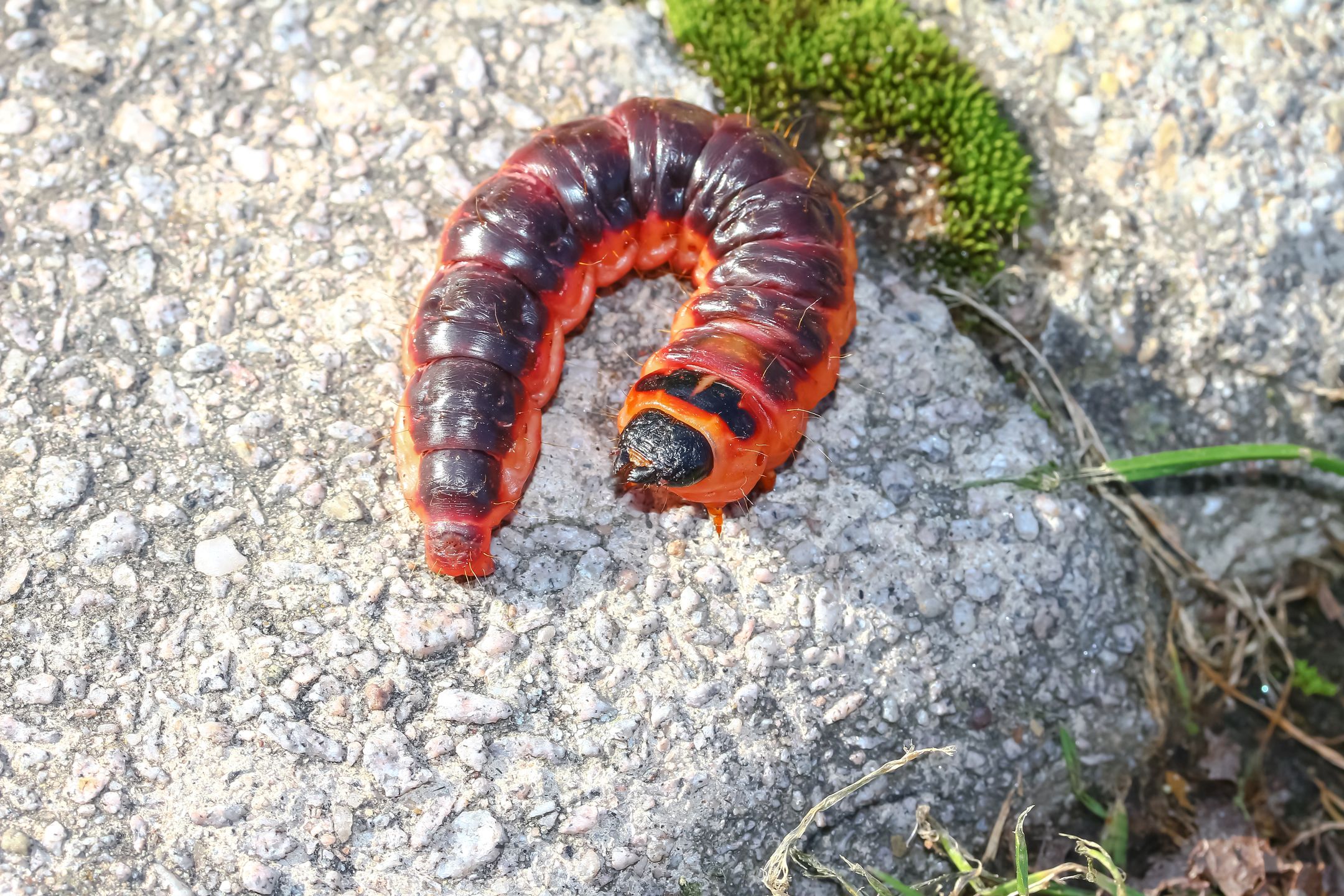 Larwa trociniarki czerwicy
