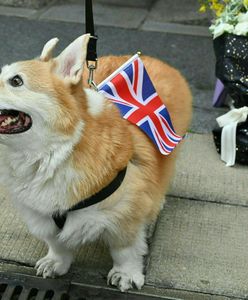 Elżbieta II kochała corgi. Czym charakteryzują się ulubione psy królowej?