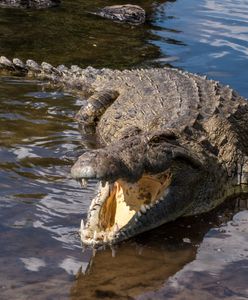Krokodyl zaatakował turystkę w Zambii. "Wszędzie była krew"