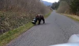 Koszmar niedźwiedzia w Tatrach. Błąkał się tak przez 17 dni