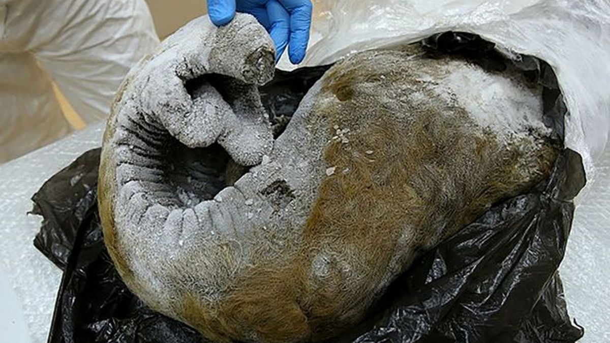 We wtorek rosyjskie laboratorium państwowe Vektor ogłosiło, że rozpoczyna badania nad prehistorycznymi wirusami, analizując szczątki zwierząt odzyskane z roztopionej wiecznej zmarzliny. 