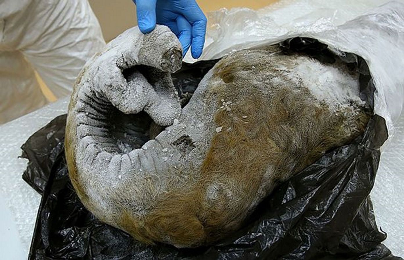 We wtorek rosyjskie laboratorium państwowe Vektor ogłosiło, że rozpoczyna badania nad prehistorycznymi wirusami, analizując szczątki zwierząt odzyskane z roztopionej wiecznej zmarzliny. 