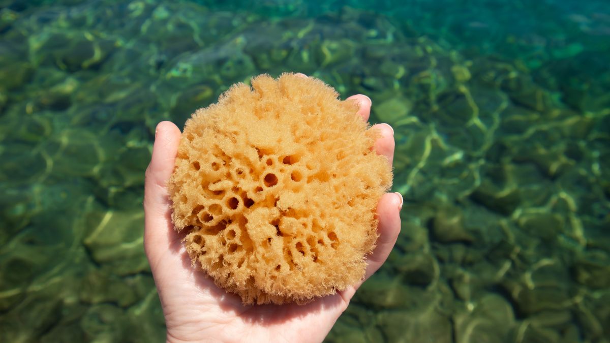 Tampony z gąbki morskiej przejmują social media?