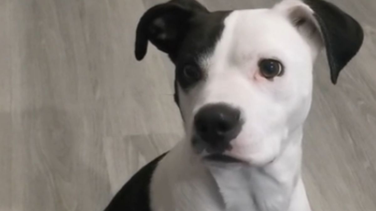 pies sztuczki rozrywka smieszne piesek zwierze zwierzeta