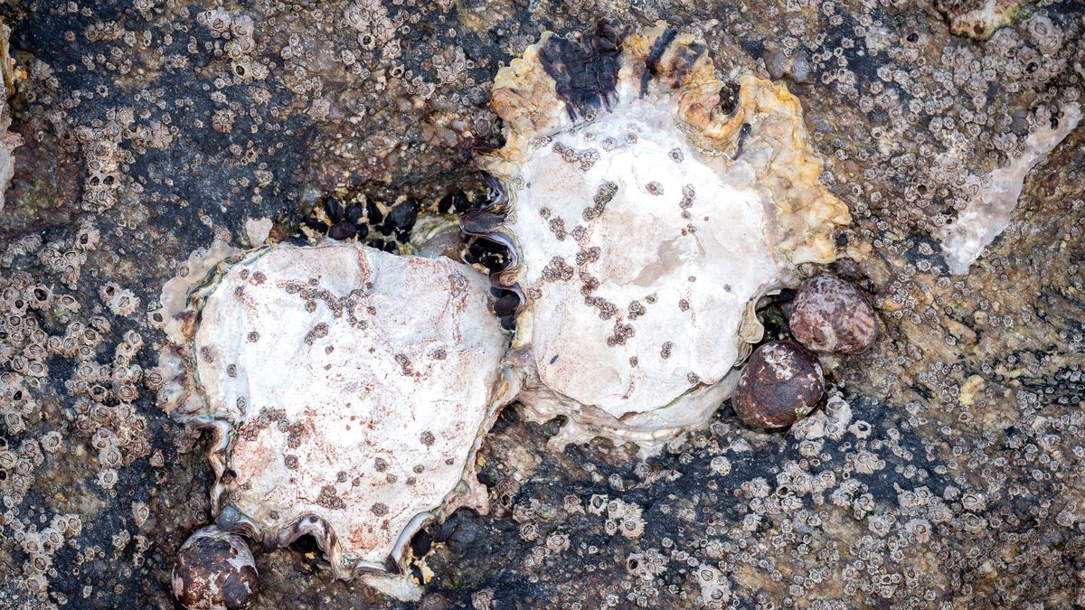 Te niepozorne ostrygi mogą stać się poważnym zagrożeniem