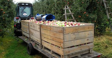 Pół miliona ton jabłek kupi firma wyznaczona przez rząd. Producenci soków widzieliby to inaczej
