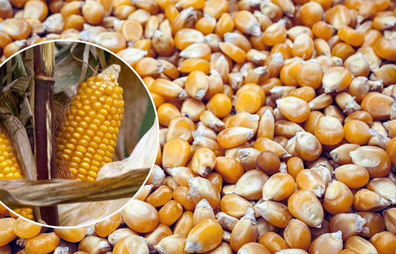 Własna suszarnia kosztuje, ale kukurydza zyska na wartości