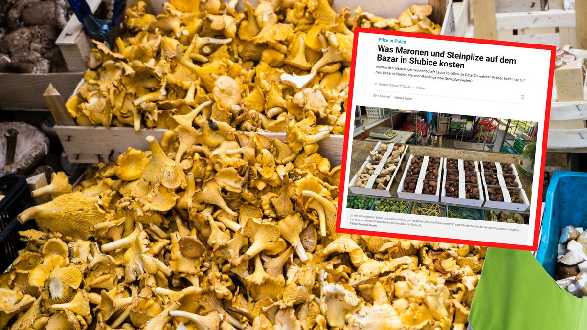 Niemka przyjechała po grzyby do Polski