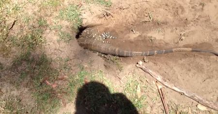 Jaszczurka dopadła królika w norze na polu golfowym