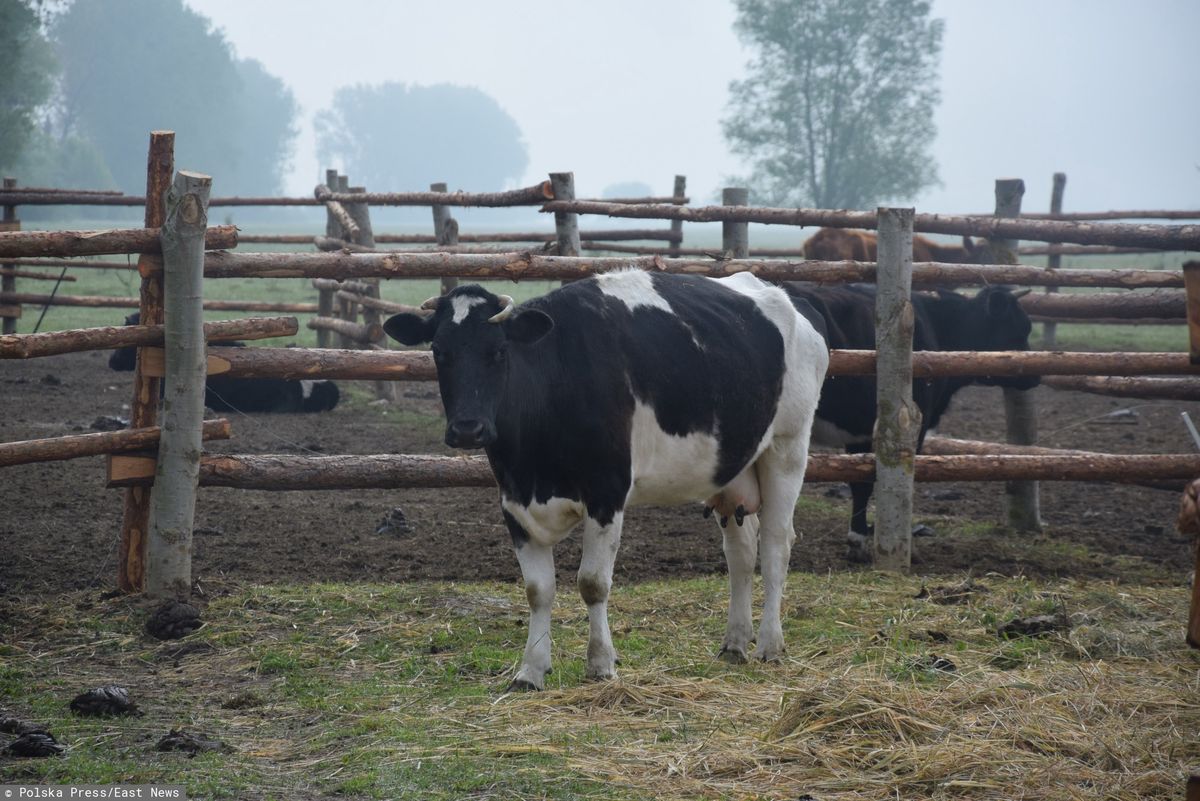 Pawłowice. W pożarze obory zginęło 27 krów