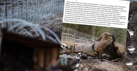 Martwy żubr na polsko-białoruskiej granicy. Stado w śmiertelnej pułapce?