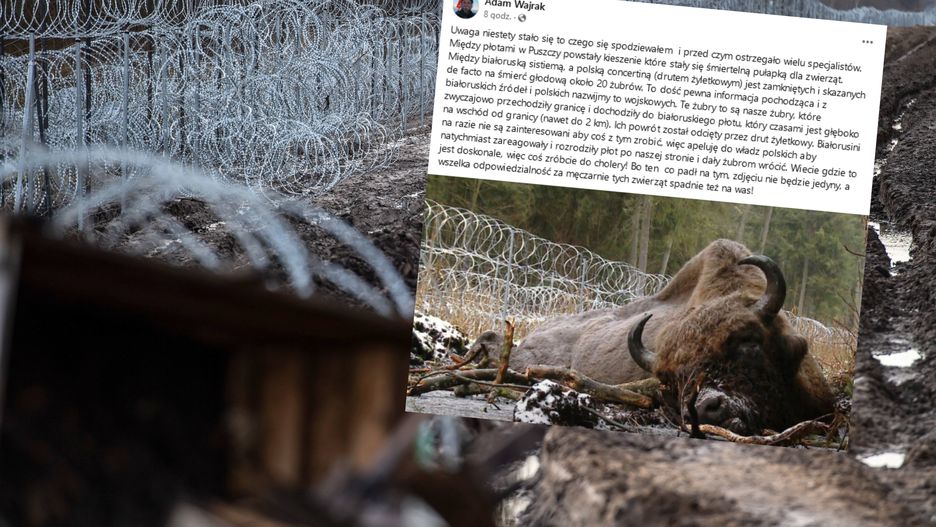  Martwy żubr na polsko-białoruskiej granicy. Stado w śmiertelnej pułapce?