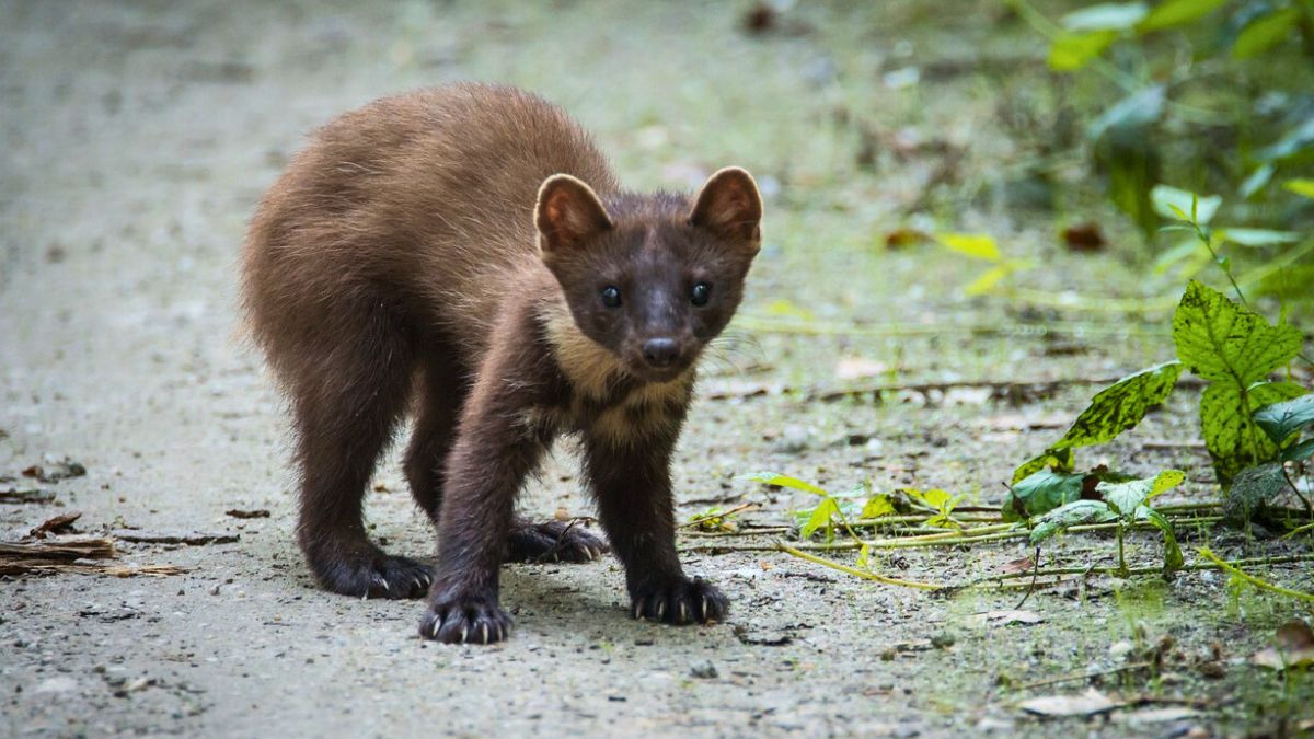 To miło wyglądające zwierzę może narobić nam kłopotów. 