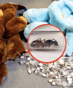 Fiolki z mrówkami w zabawkach. Przemyt z Meksyku i Wietnamu udaremniony