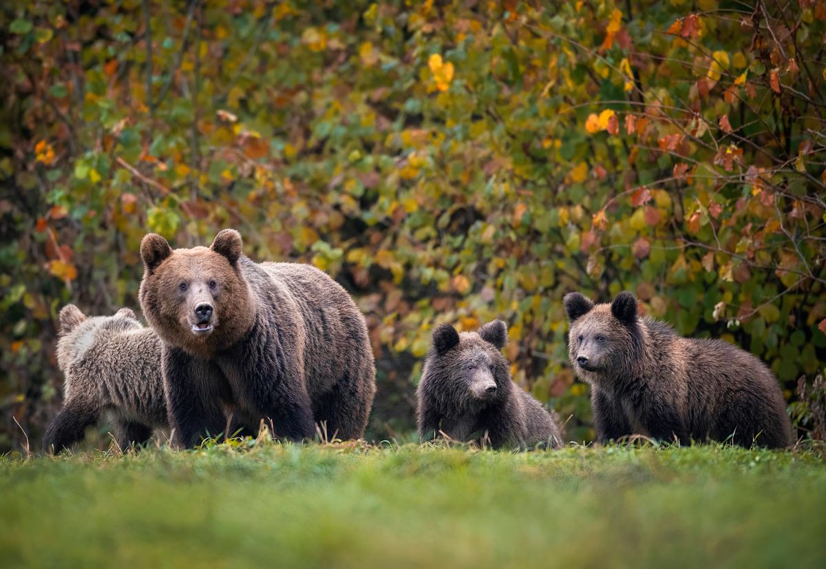Na przełomie marca i kwietnia niedźwiedzice wyprowadzą potomstwo z gawr na pierwsze spacery