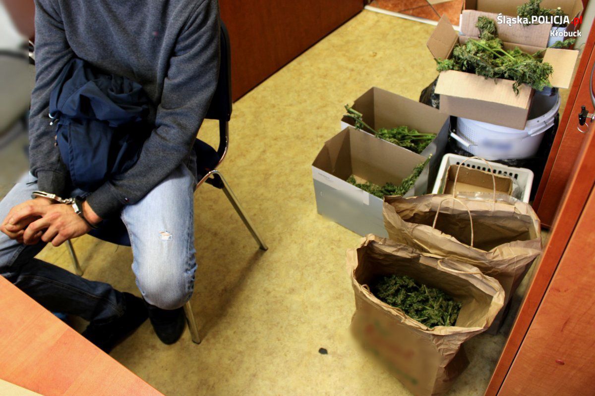 Śląskie. Blisko 2 kg marihuany znaleźli policjanci u 24-latka.  