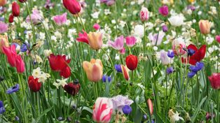 Popularne wiosenne kwiaty. Część z nich jest trująca