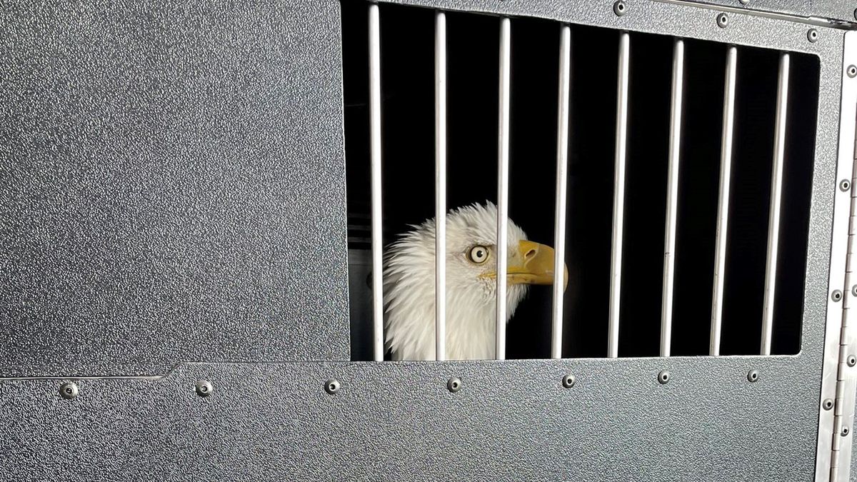 Clark - bielik amerykański podczas podróży