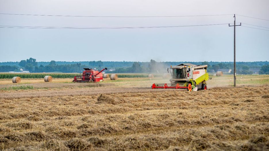 Jak przebiegają żniwa w Wielkopolsce? Jakie plony i ceny?