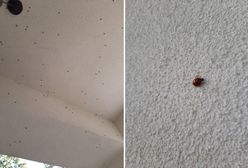 Biedronka azjatycka atakuje na Dolnym Śląsku. Może być groźna dla ludzi