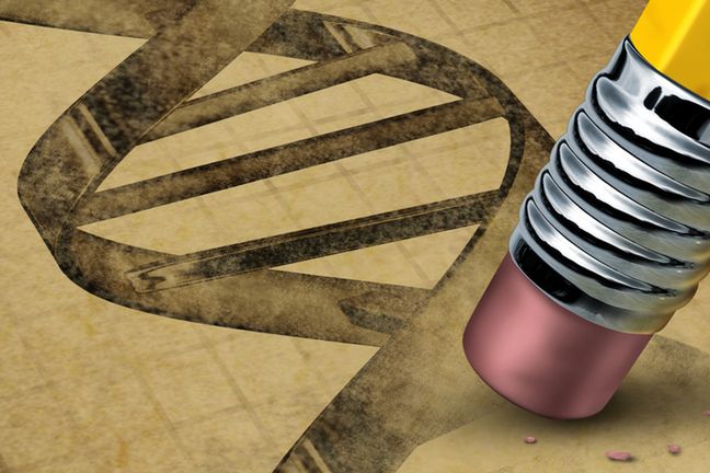 Modyfikacja genetyczna polega na rozerwaniu genu danej rośliny i zastąpieniu jej transgenem innego organizmu