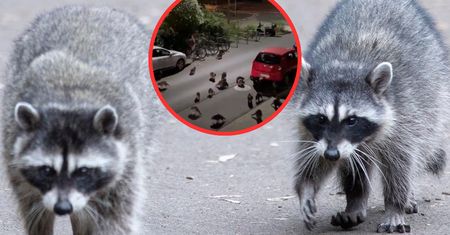Inwazja szopów. Niemcy mają poważny problem. Jest nagranie