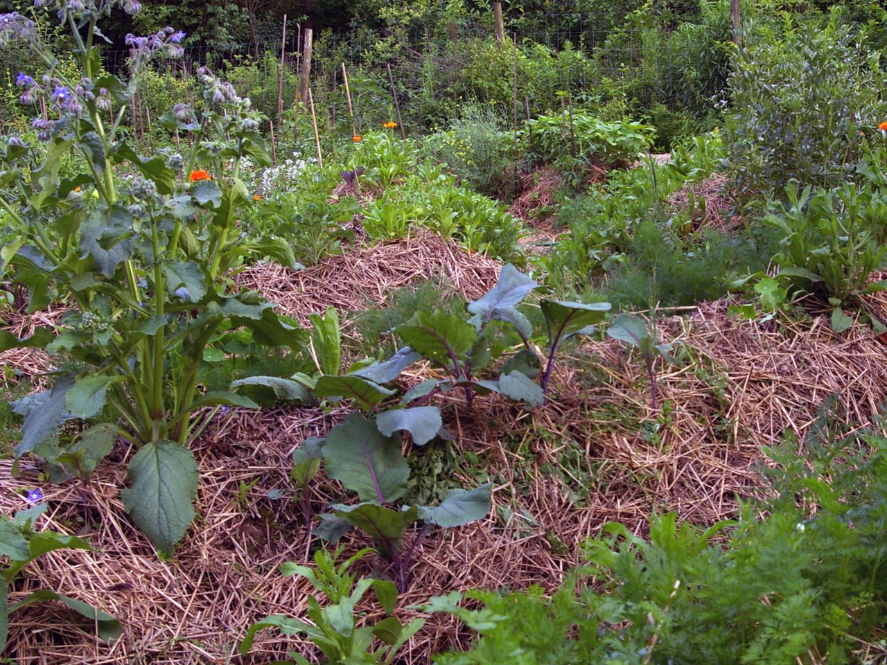 How to take care of the garden? Use cucumber peels