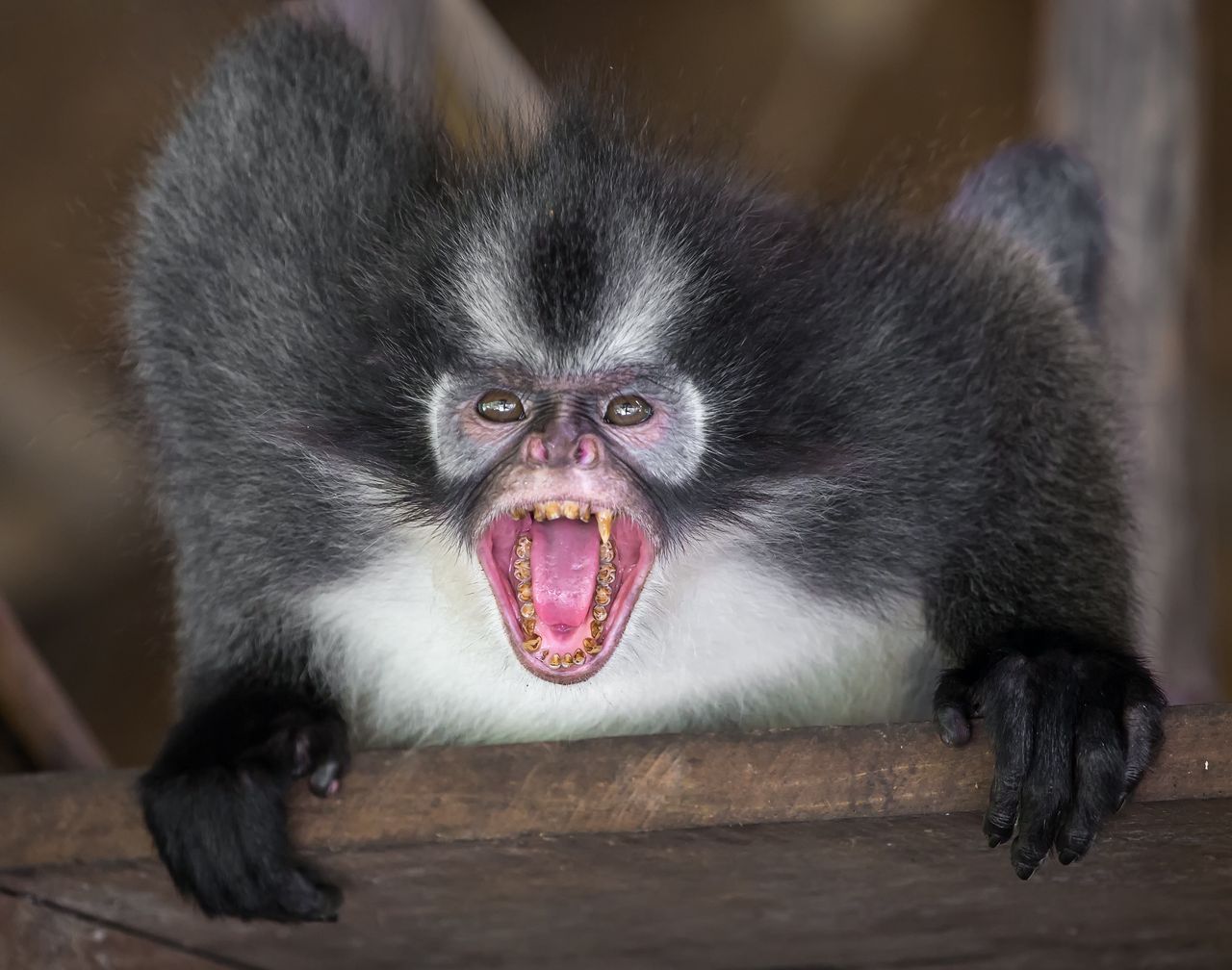 Langurs are small, but they can be dangerous.