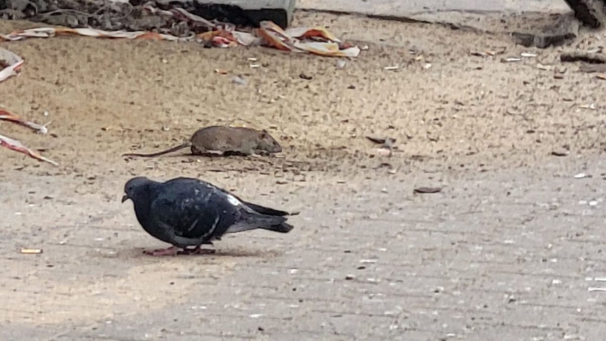 Szczurzy problem w Lublinie