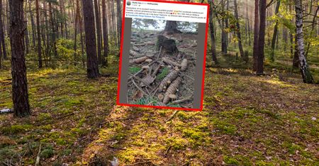 Spojrzał na szyszki. "Już teraz ruszają". Ludzie zdziwieni