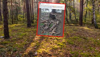 Spojrzał na szyszki. "Już teraz ruszają". Ludzie zdziwieni