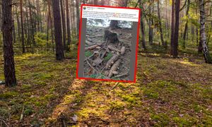 Spojrzał na szyszki. "Już teraz ruszają". Ludzie zdziwieni