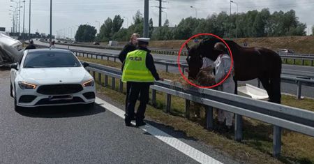 To nie fotomontaż. Zobaczyli go przy polskiej autostradzie
