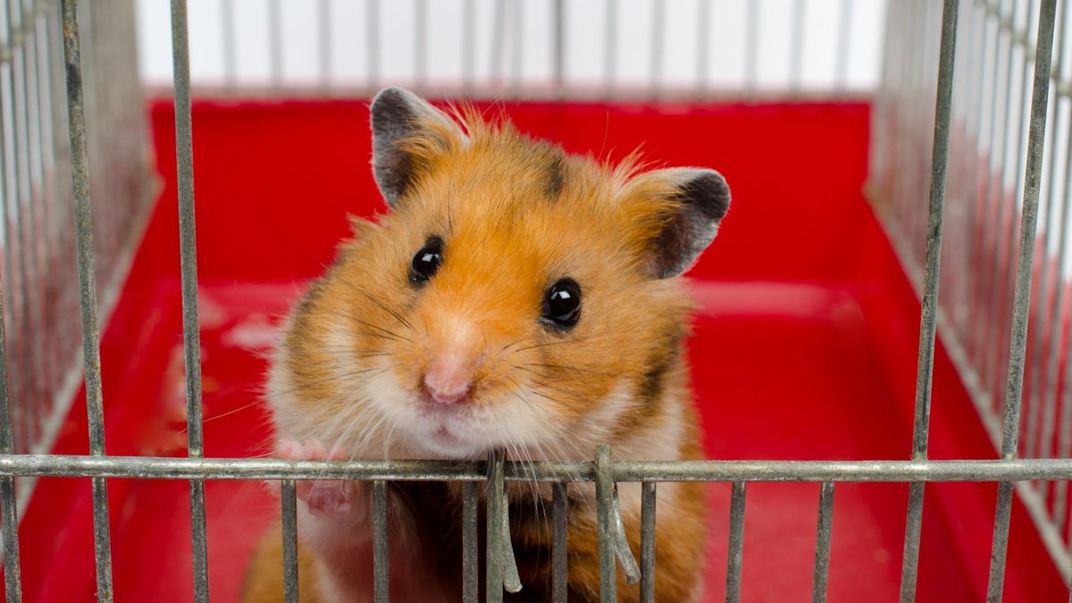 Chomik syryjski jest największym chomikiem domowym