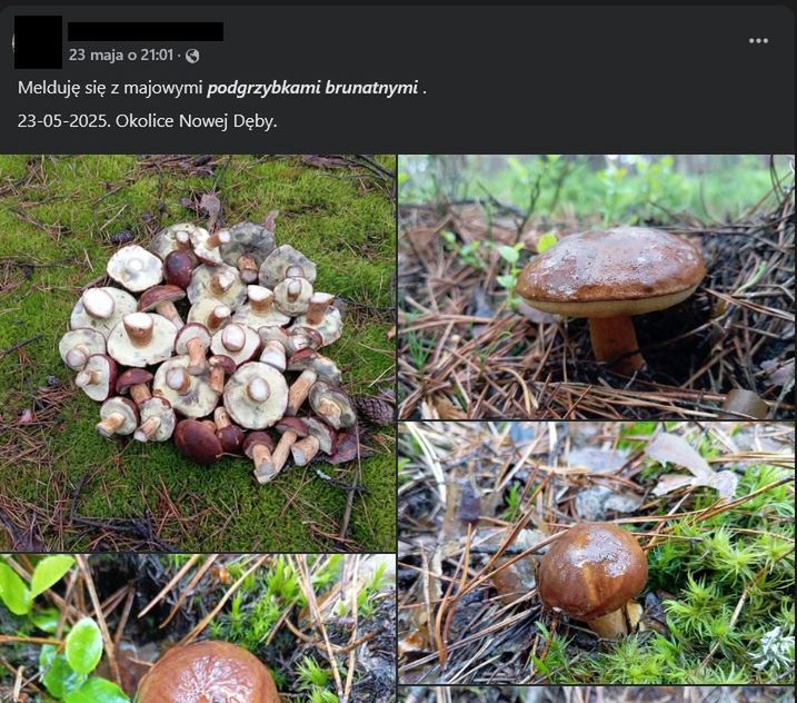 Podgrzybki brunatne znalezione w lesie w maju