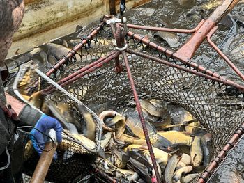 Ten region jest polską stolicą karpia. To tu hoduje się najwięcej świątecznej ryby