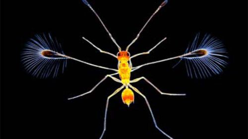 Wyjątkowe fotografie mikroświata 1