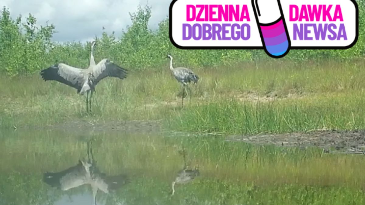 Taniec godowy żurawi uchwycony przez fotopułapkę