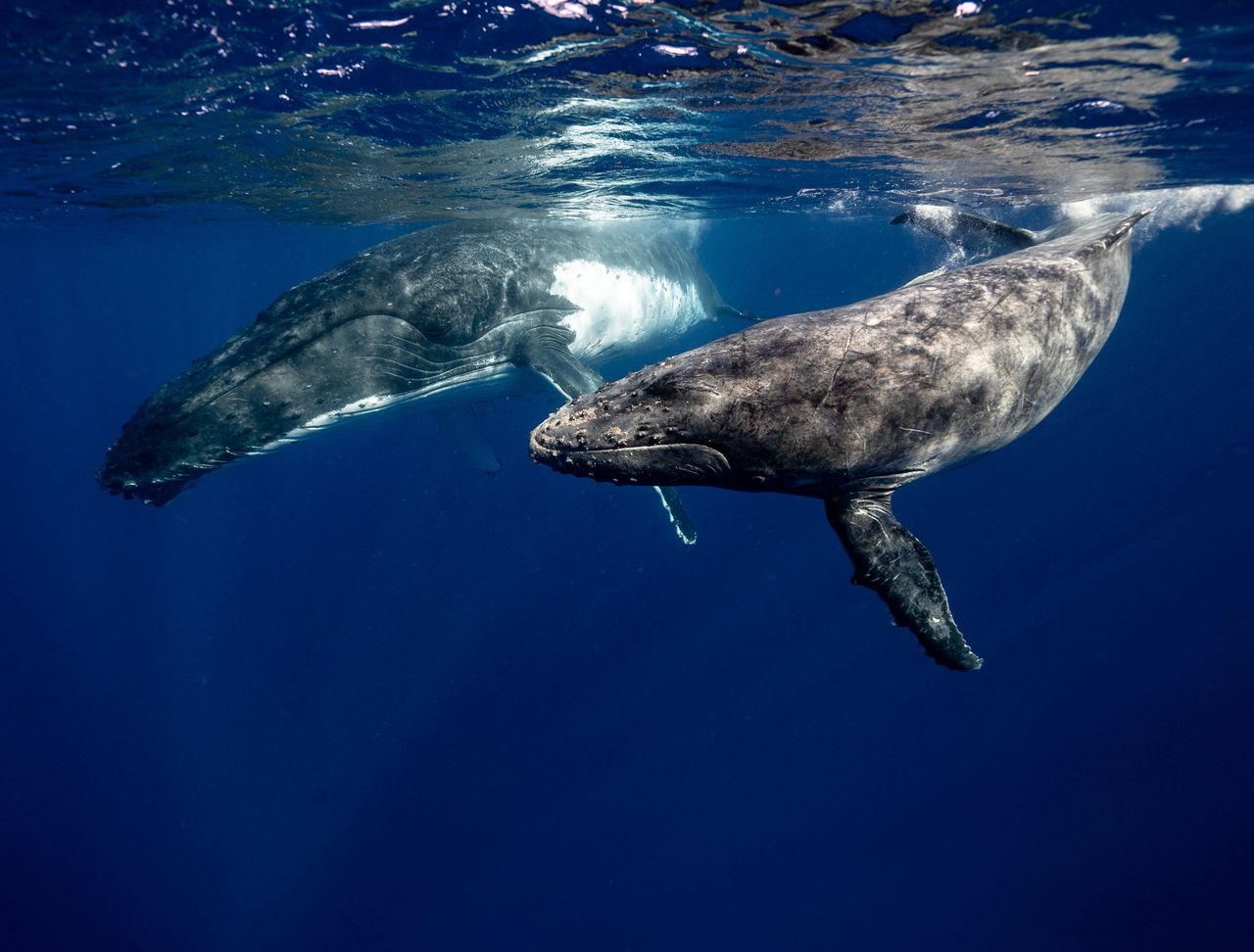 Unlocking whale size mystery: New study suggests climate change wasn't the sole driver