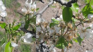 Przymrozki uderzyły w sady. Będzie wsparcie