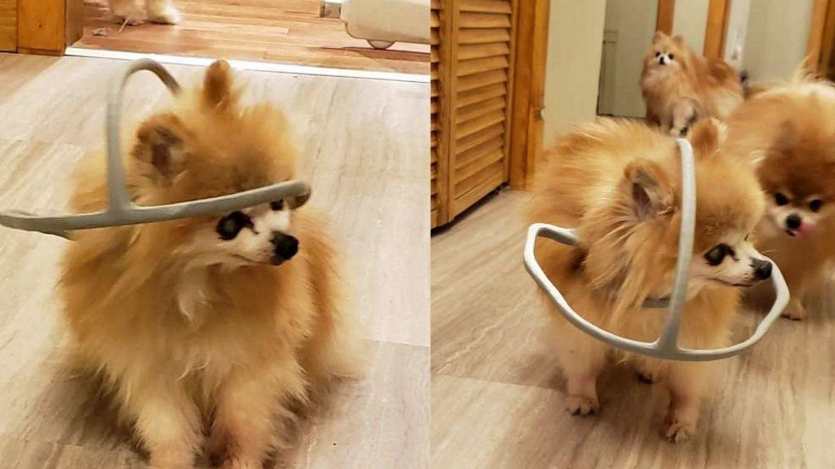 Mężczyzna pomógł niewidomemu psu