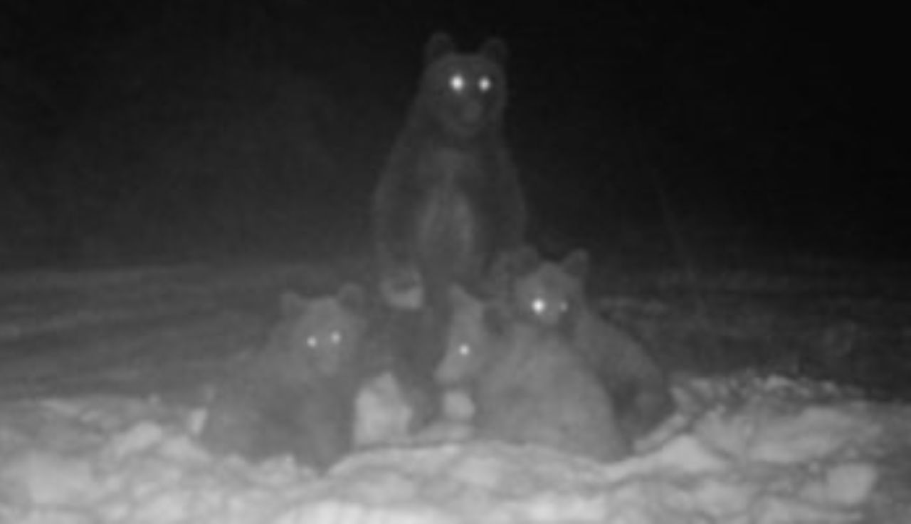 To nie fotomontaż. Leśnicy pokazali zdjęcie. Była już noc