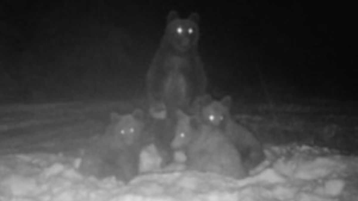 Niedźwiedzie w Rabskiej Dolinie.