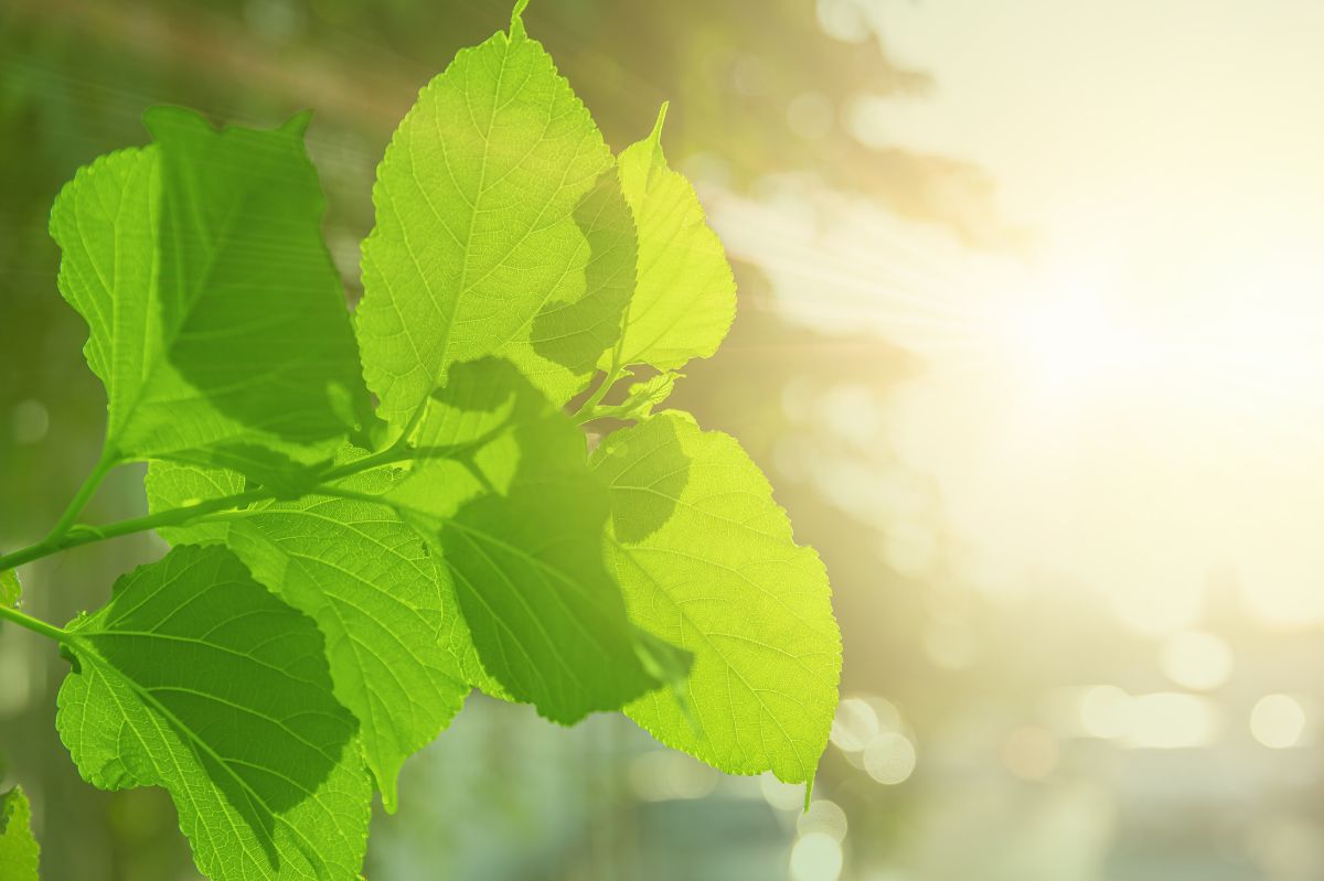 McGill scientists unveil breakthrough catalyst for cutting emissions