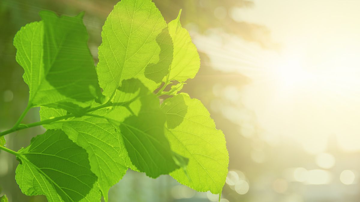 Katalizator został opracowany przez inżynierów z McGill Univer.