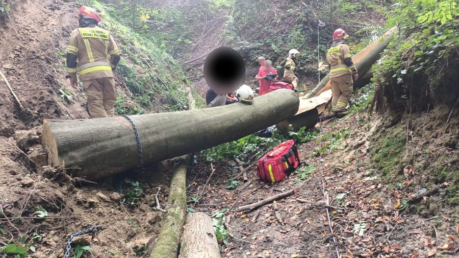 Tragiczny wypadek przy wycince drzew. Mężczyzna zginął na miejscu