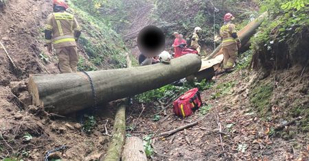 Tragiczny wypadek przy wycince drzew. Mężczyzna zginął na miejscu