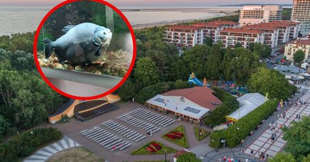 Akwarium pękło. Uratowali najstarszą piranię w Polsce