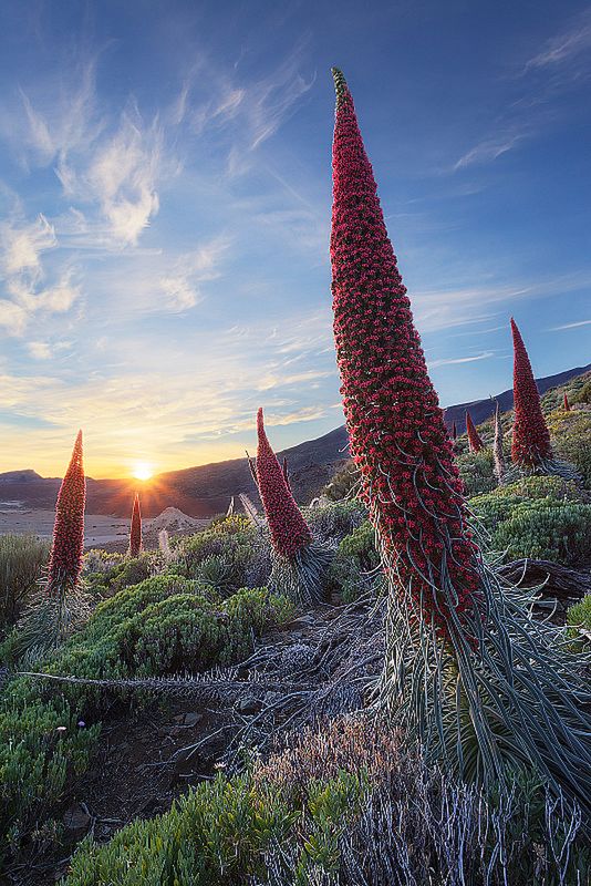 Znamy zwycięzców konkursu International Garden Photographer of the Year 2016 21